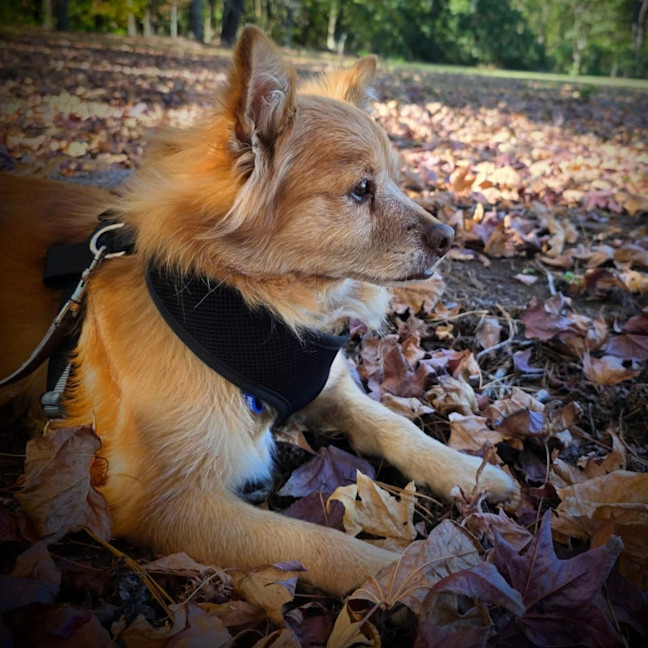 Photo of Louie   9 Year Old Pomeranian X