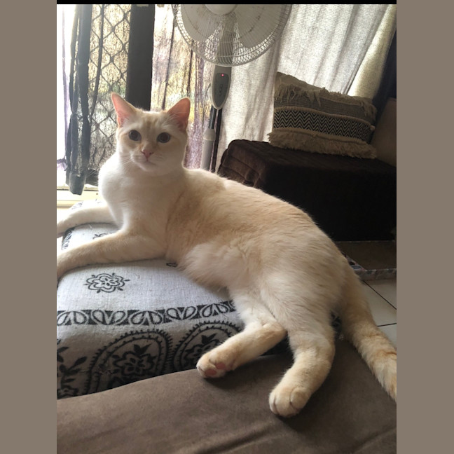 Photo of Ollie