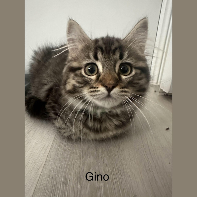 Photo of Gino