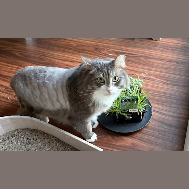 Photo of Sawyer