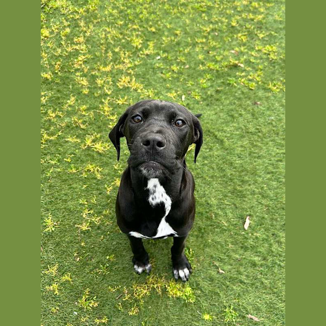 Photo of Stella
