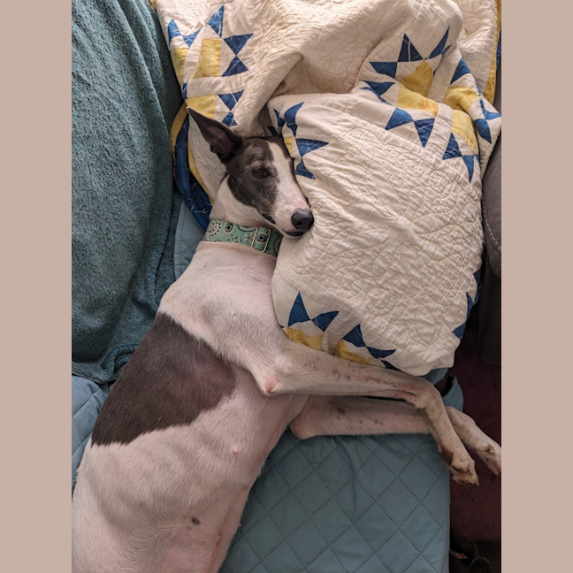 Photo of Flowers, The Greyhound