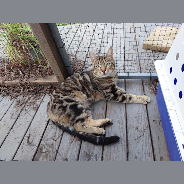 Photo of Mr Tabby Pants