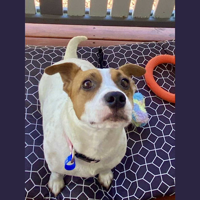 Photo of Roxy   2 Year Old Jack Russell