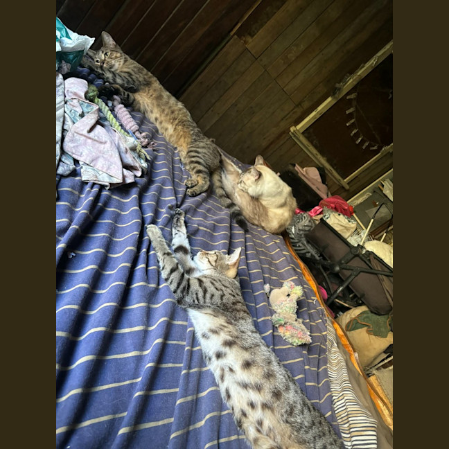 Photo of Felix