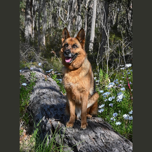 Photo of Ruby