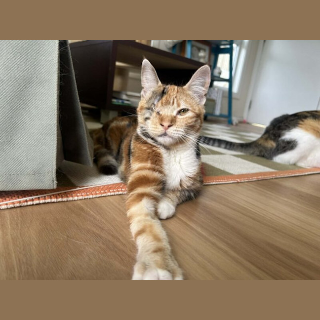 Photo of Terracotta