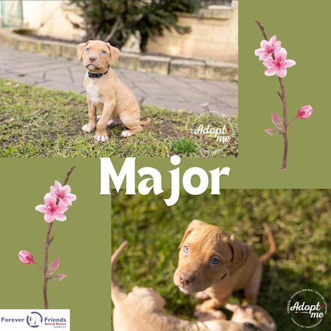 Photo of Maple's Pups