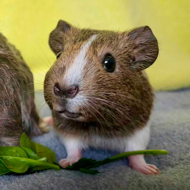 Photo of Gracie & Gidget