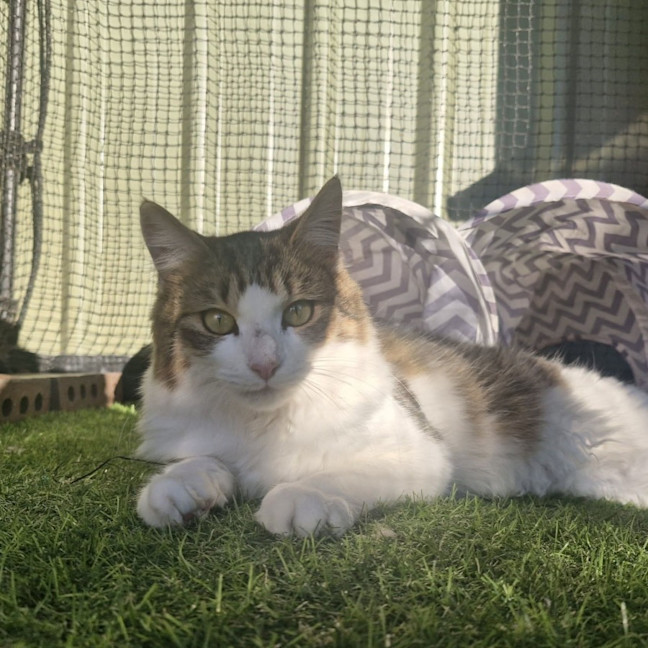 Photo of Tiger Lily
