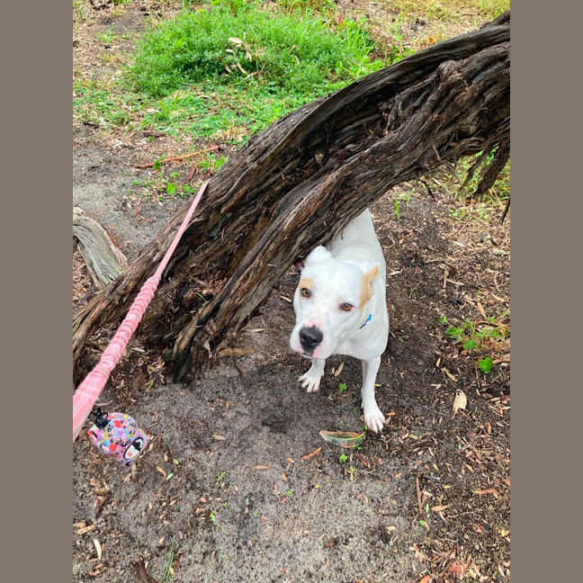 Photo of Koda