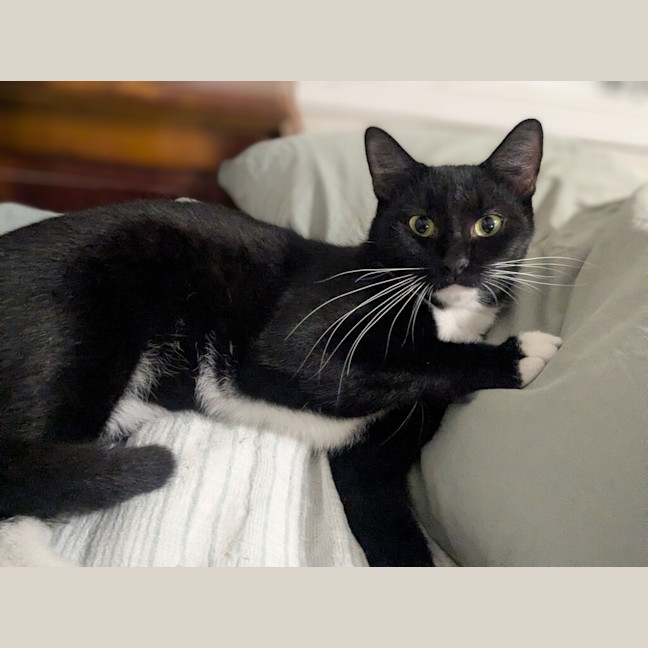Photo of Ollie