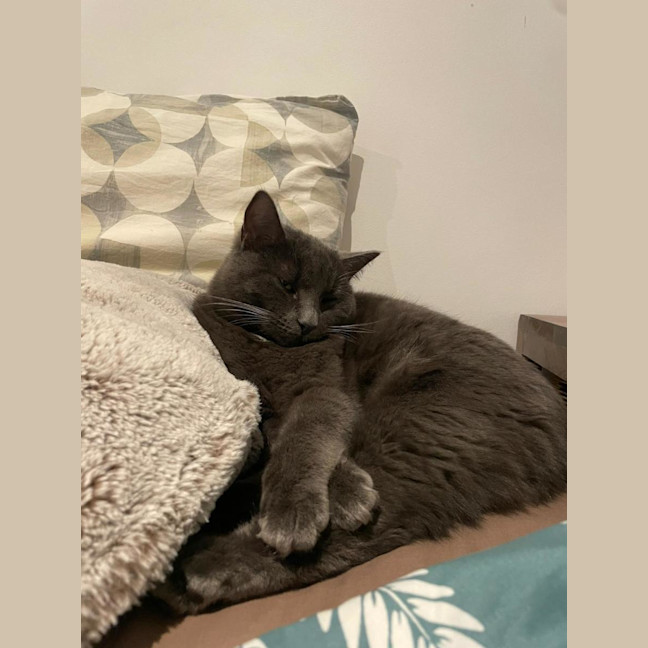 Photo of Isla – The Velvet Paw Dictator