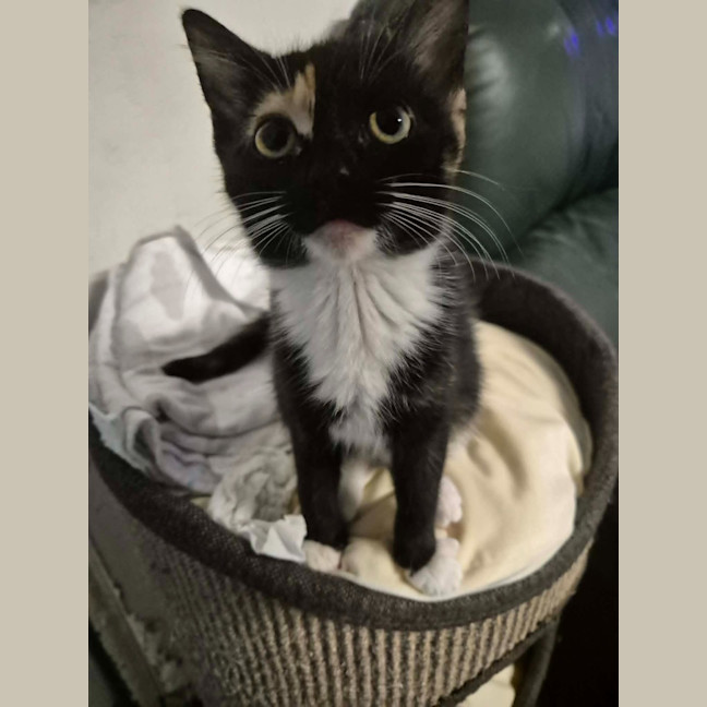 Photo of Whippy