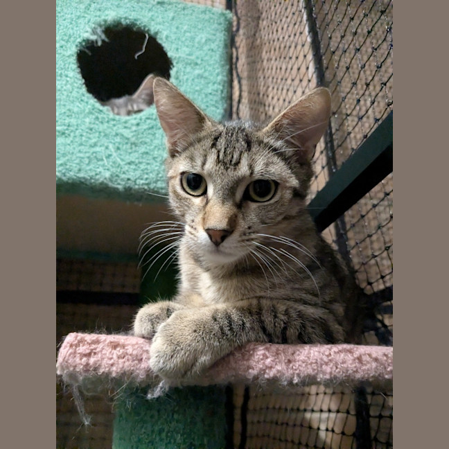 Photo of Maple 