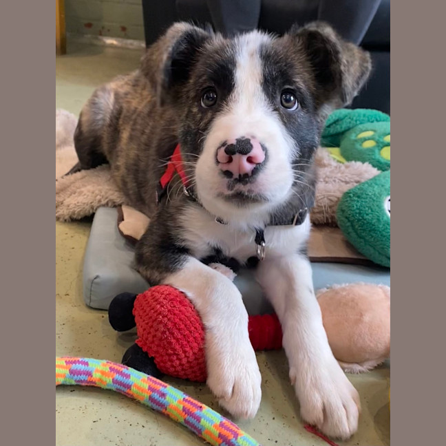 Photo of Tom Collins