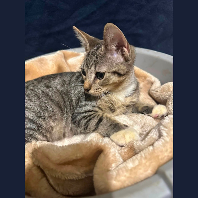 Photo of Samson The Lapcat