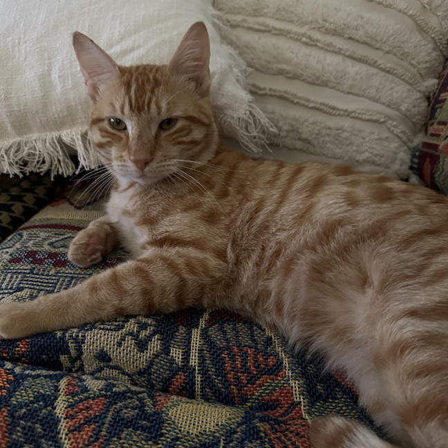 Photo of Kit Kat