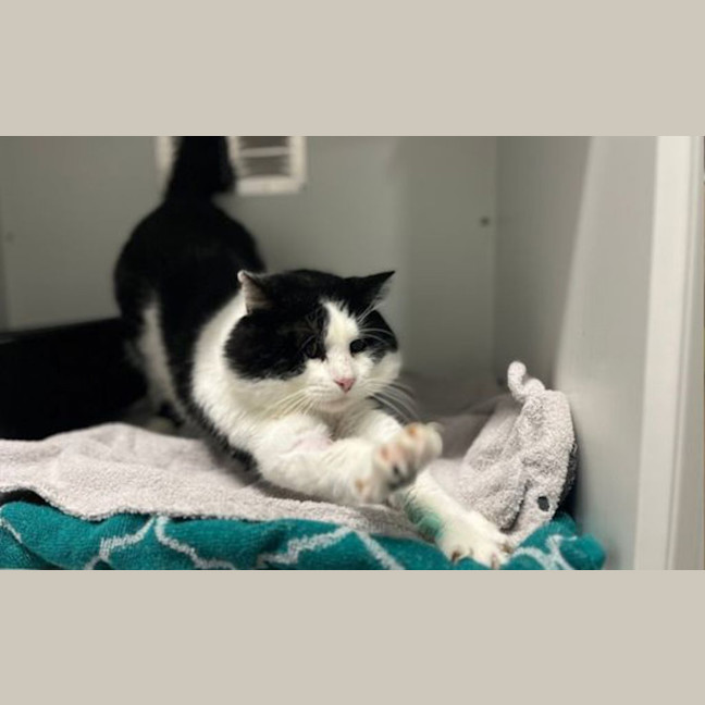 Photo of Vinegar Beefcake 