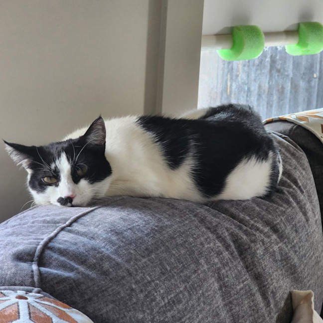 Photo of Moustache (Mustie)