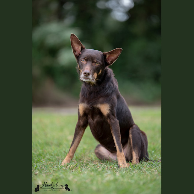 Photo of Echo