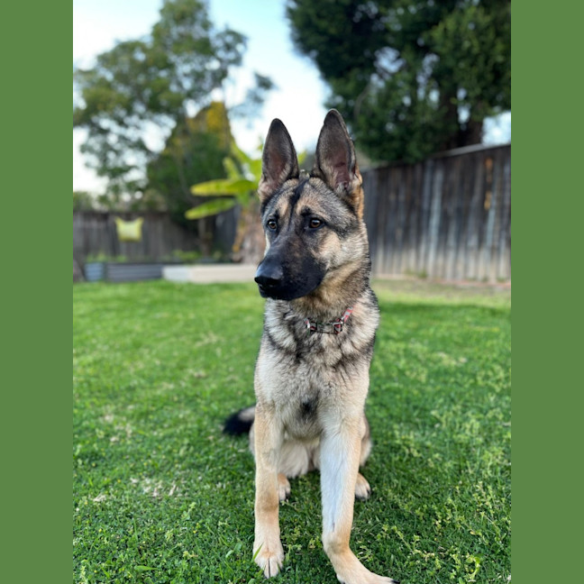 Photo of Gypsy