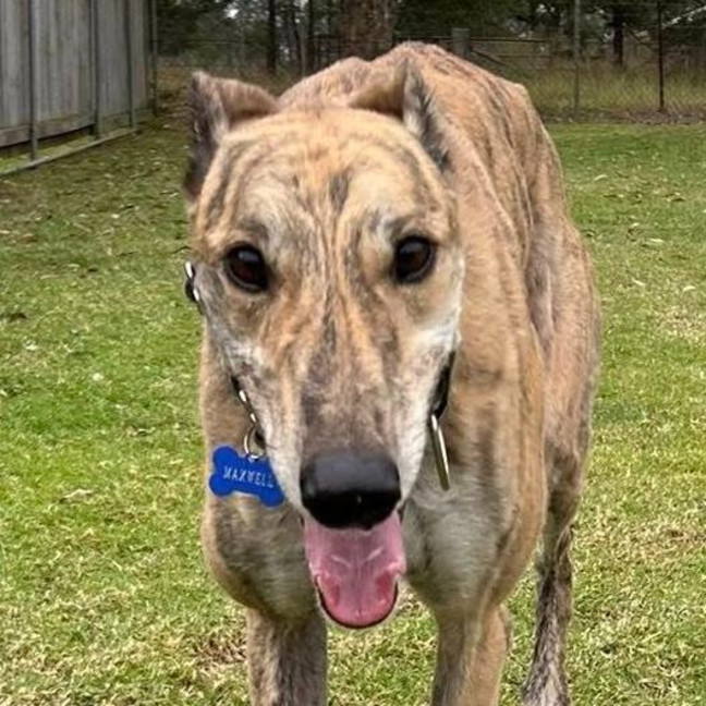 Photo of Maxwell The Greyhound