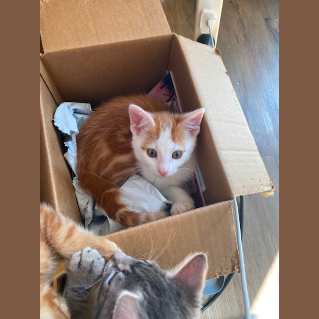 Photo of Caramel Chai  Meet Me At Pet Stock Carrum Downs