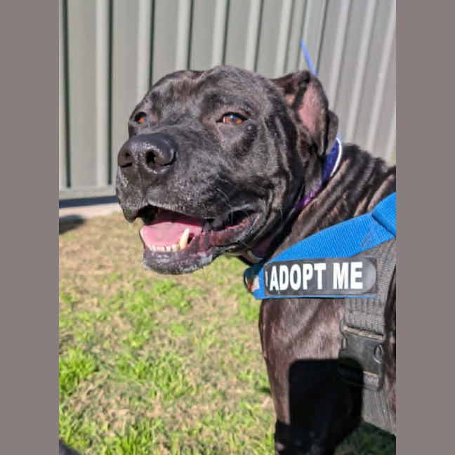 Photo of Diesel