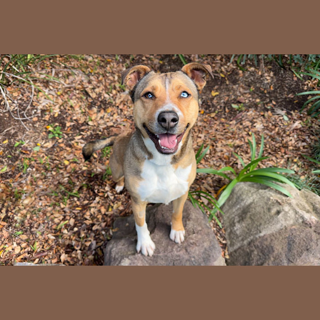 Photo of Chip