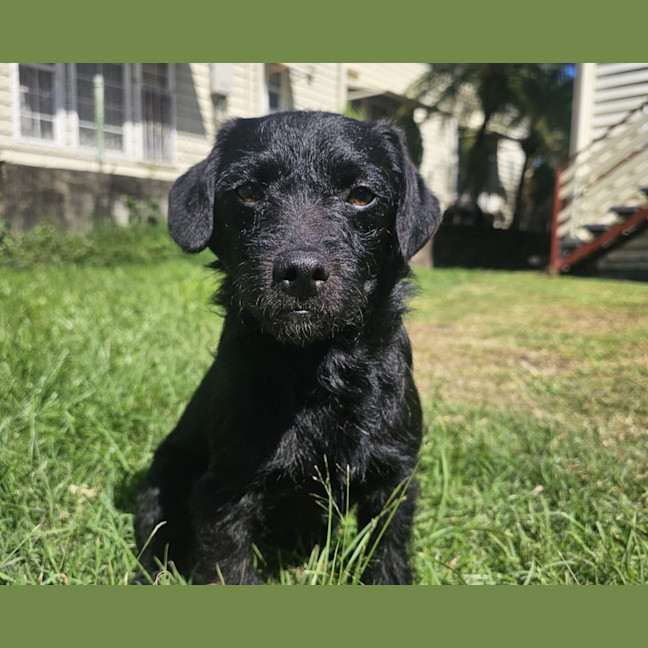 Photo of Floki