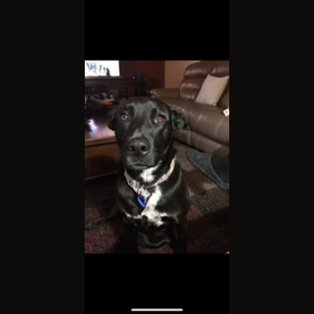 Photo of Zala   1 Year Old Border Collie X Kelpie