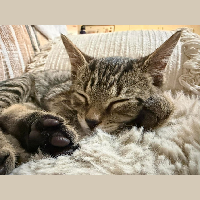 Photo of Chester
