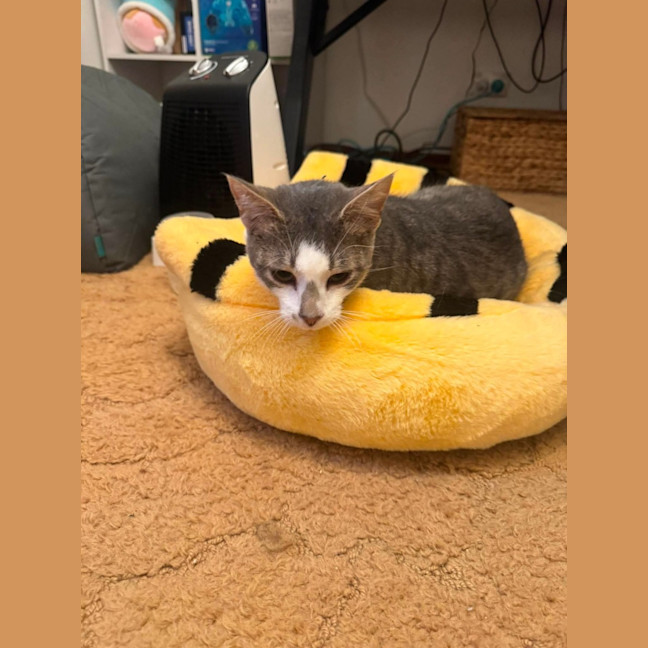 Photo of Smudge