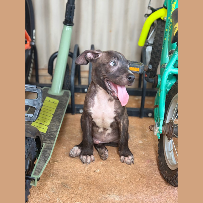 Photo of Tide (Milo)