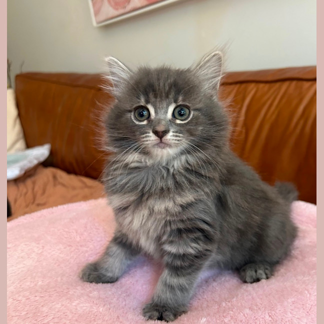 Photo of ✨ Hazel & Harmony ✨