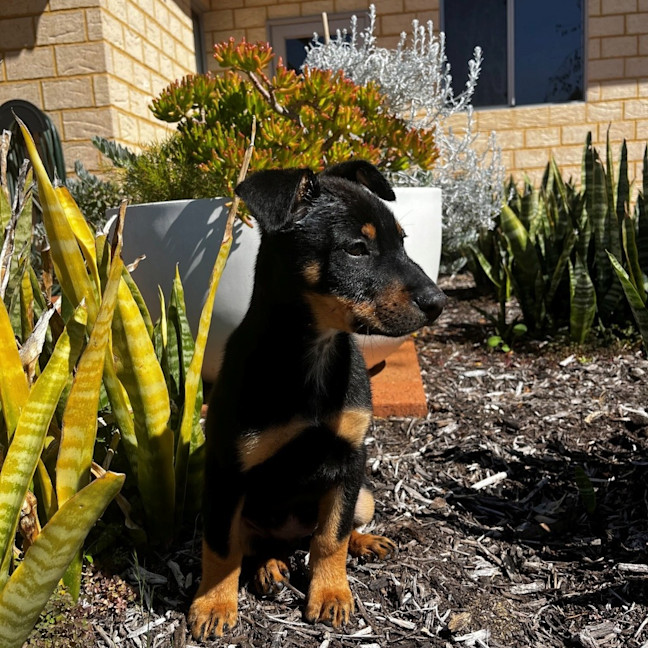 Photo of Axle