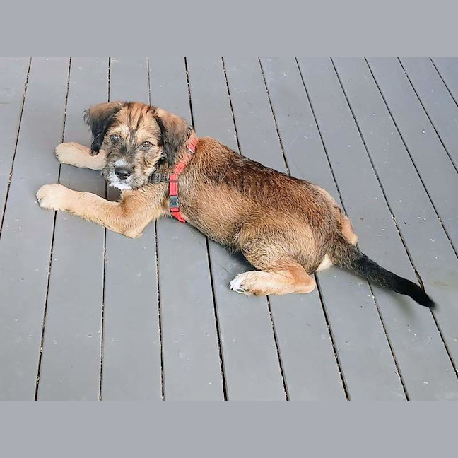 Photo of Kazoo