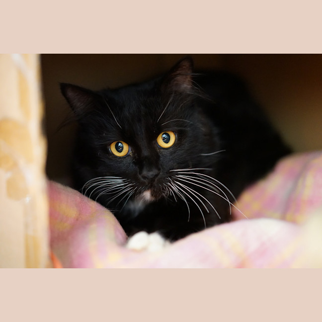 Photo of Buddy