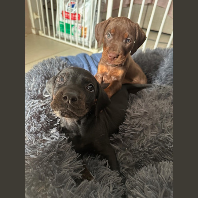 Photo of Cooper (Was Donald)