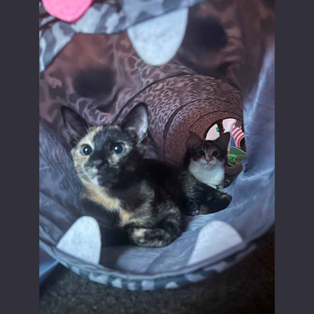 Photo of Astrid & Yogi