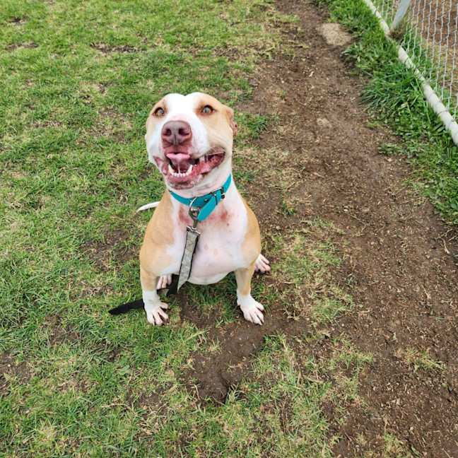 Photo of Poppy (63405)