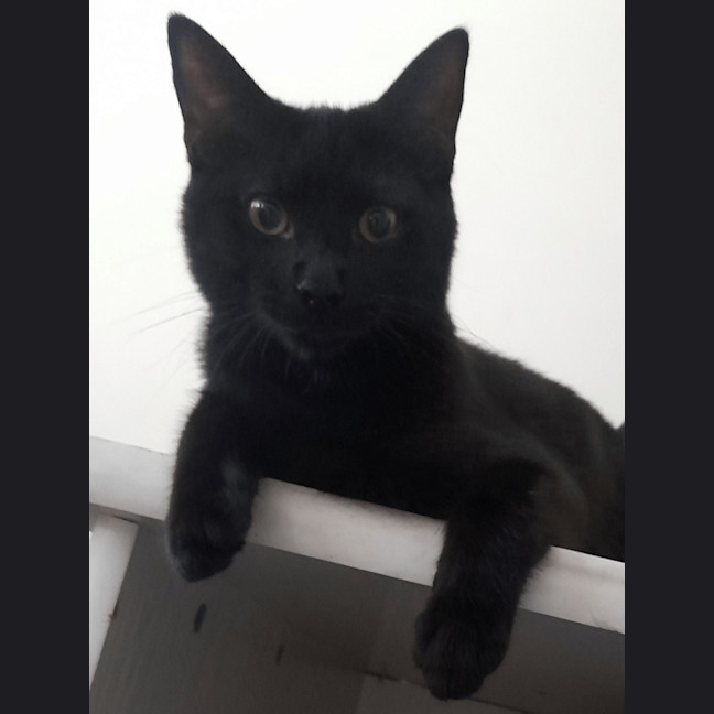 Photo of Bodhi