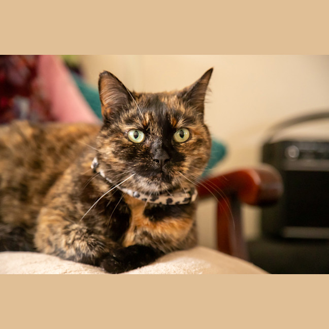 Photo of Layla