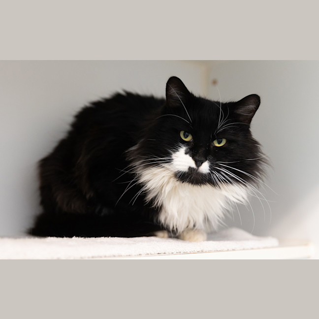 Photo of Percy