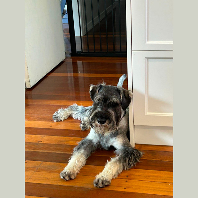 Photo of Louie
