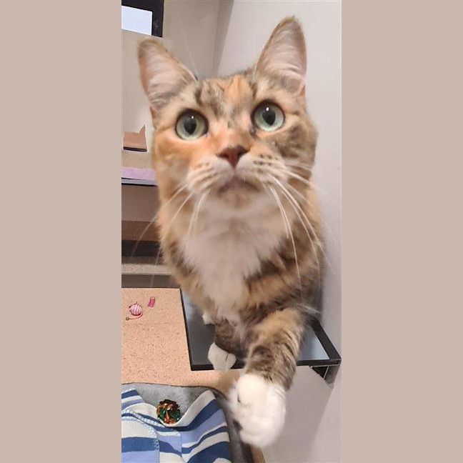 Photo of Scruffy