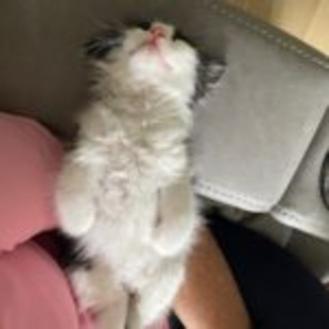 Photo of Opal