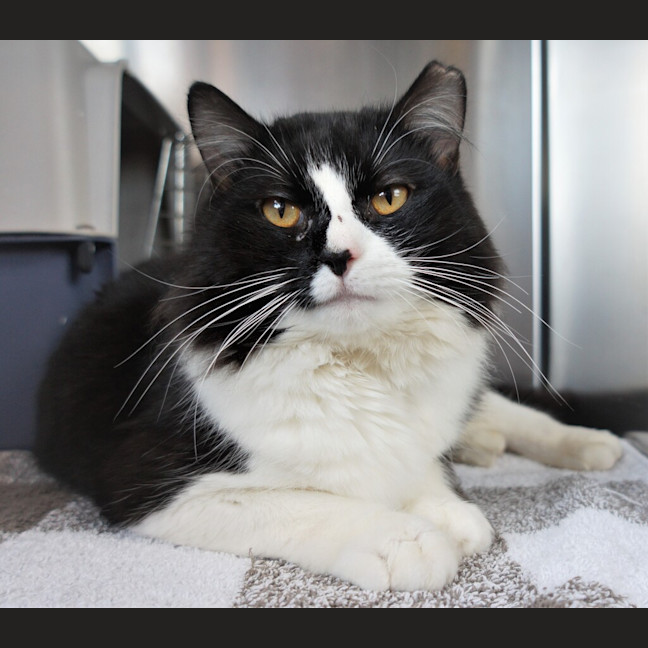 Photo of Minty