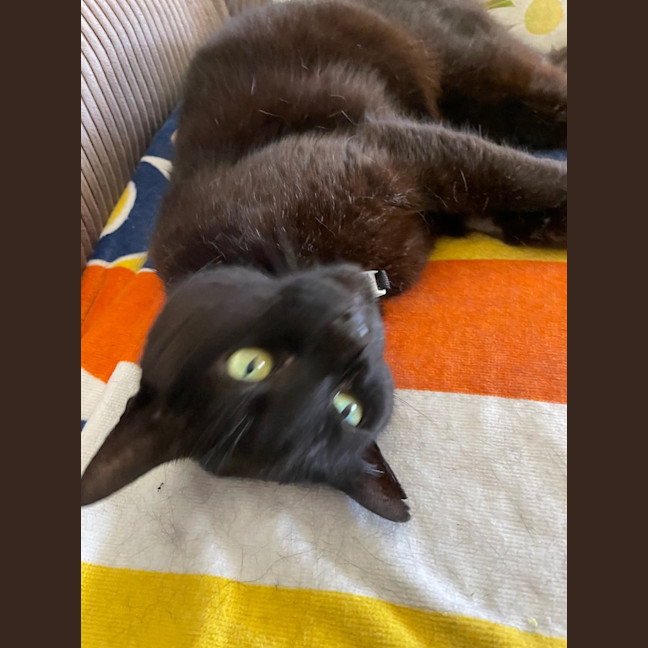 Photo of Peppa